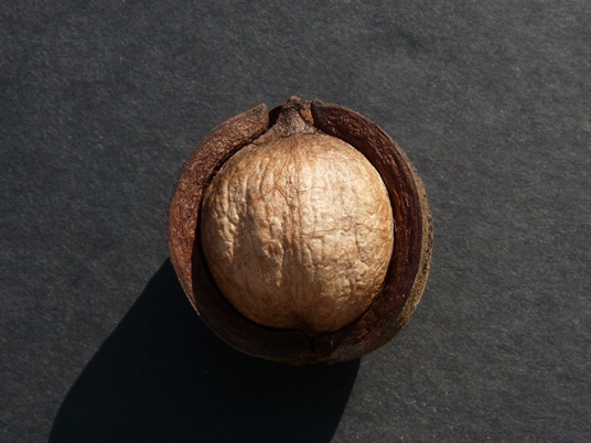 {Carya pallida}